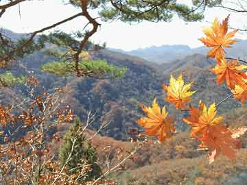 od体育亚洲官网-鹿岛鹿角球迷现场助威，激发球队夺冠斗志